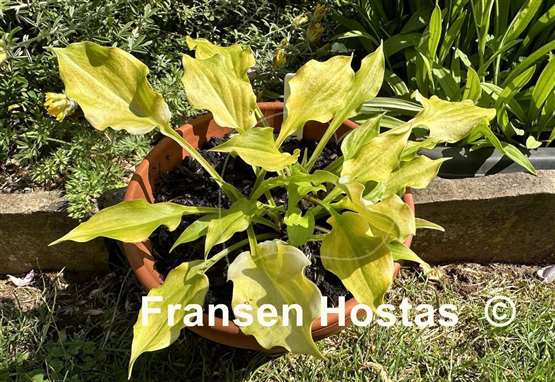 Hosta Lemon Love Note